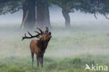 Red Deer (Cervus elaphus)