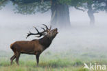 Red Deer (Cervus elaphus)