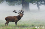 Red Deer (Cervus elaphus)