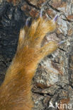 Eekhoorn (Sciurus vulgaris)