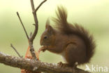 Eekhoorn (Sciurus vulgaris)