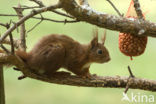 Eekhoorn (Sciurus vulgaris)