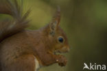 Red Squirrel (Sciurus vulgaris)