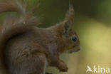 Red Squirrel (Sciurus vulgaris)