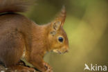 Red Squirrel (Sciurus vulgaris)