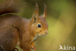 Red Squirrel (Sciurus vulgaris)