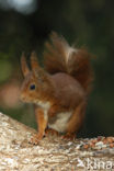 Red Squirrel (Sciurus vulgaris)
