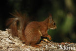 Red Squirrel (Sciurus vulgaris)