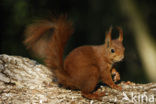 Red Squirrel (Sciurus vulgaris)