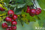 oneseed hawthorn (Crataegus monogyna)