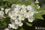 oneseed hawthorn (Crataegus monogyna)