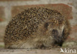 Hedgehog (Erinaceus europaeus)