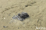 Eider (Somateria mollissima)