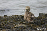 Eider (Somateria mollissima)