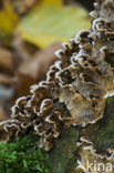 Bleeding oak crust (Stereum gausapatum)