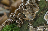 Bleeding oak crust (Stereum gausapatum)