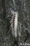 Eikenprocessierups (Thaumetopoea processionea)