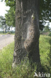 Eikenprocessierups (Thaumetopoea processionea)