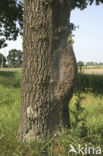 Eikenprocessierups (Thaumetopoea processionea)