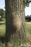 Eikenprocessierups (Thaumetopoea processionea)