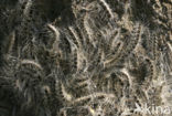 Eikenprocessierups (Thaumetopoea processionea)