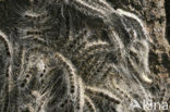 Eikenprocessierups (Thaumetopoea processionea)