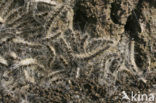 Eikenprocessierups (Thaumetopoea processionea)