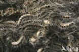 Eikenprocessierups (Thaumetopoea processionea)
