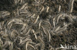 Eikenprocessierups (Thaumetopoea processionea)