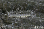 Eikenprocessierups (Thaumetopoea processionea)