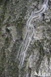 Eikenprocessierups (Thaumetopoea processionea)