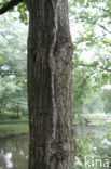 Eikenprocessierups (Thaumetopoea processionea)