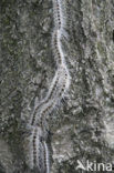 Eikenprocessierups (Thaumetopoea processionea)