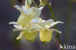 Elfenbloem (Epimedium perralchicum)