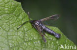 White-barred Clearwing (Synanthedon spheciformis)