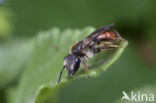 Girdled Mining Bee (Andrena labiata)