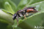 Girdled Mining Bee (Andrena labiata)