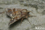 Broom Moth (Ceramica pisi)