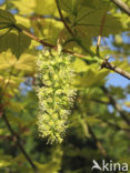 Esdoorn spec. (Acer spec.)