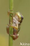 European Tree Frog (Hyla arborea)