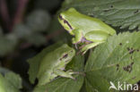 European Tree Frog (Hyla arborea)