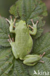 European Tree Frog (Hyla arborea)