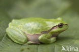 European Tree Frog (Hyla arborea)