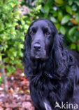 Field spaniel (Canis domesticus)