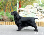 Field spaniel (Canis domesticus)