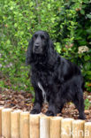 Field spaniel (Canis domesticus)