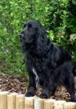 Field spaniel (Canis domesticus)