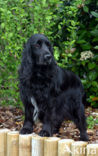 Field spaniel (Canis domesticus)