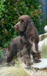 Field spaniel (Canis domesticus)