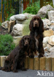 Field spaniel (Canis domesticus)